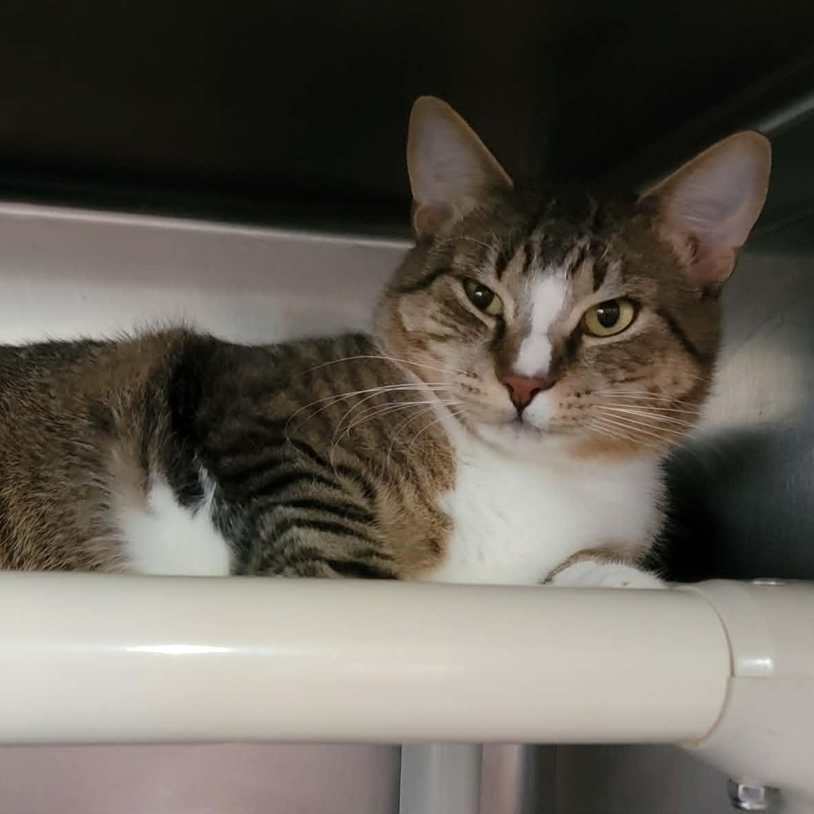 Jogo, an adopted Domestic Short Hair in Myrtle Beach, SC image 1/3