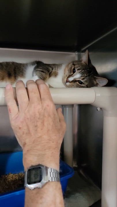 Enlarge Jogo, an adopted Domestic Short Hair in Myrtle Beach, SC video 3/3