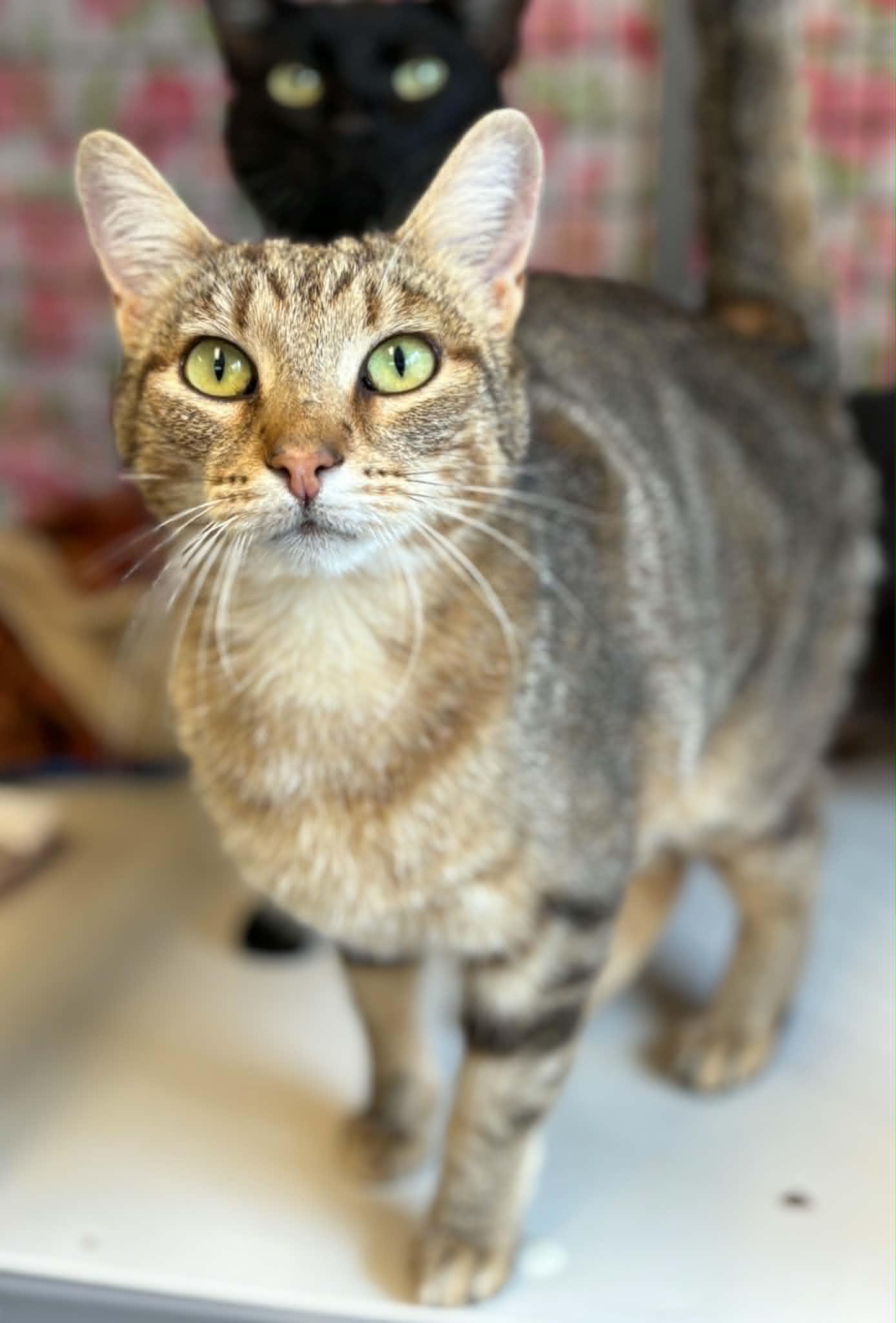 Tigger, Adoptable, Young Female Domestic Short Hair.