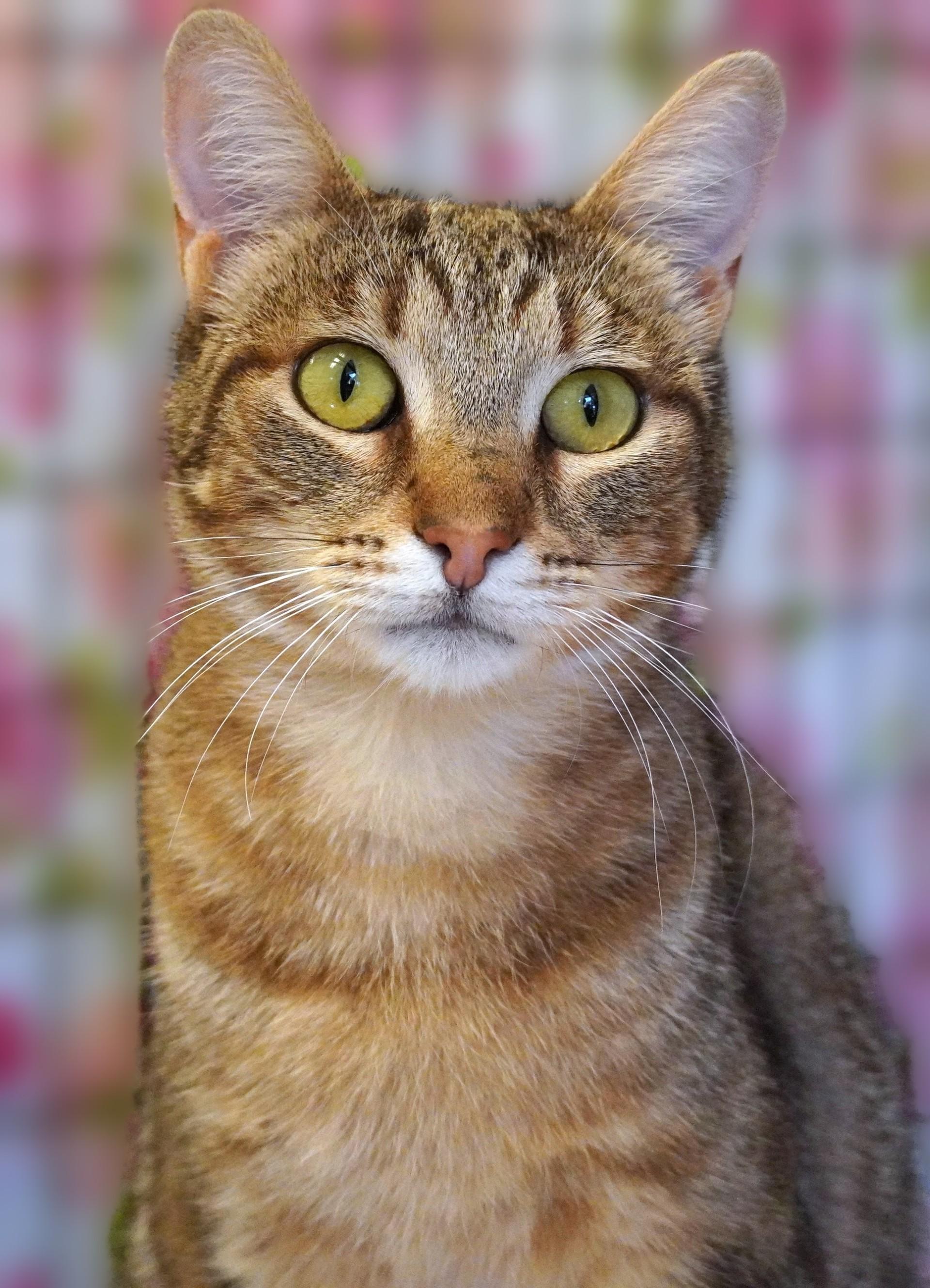Tigger, Adoptable, Young Female Domestic Short Hair.
