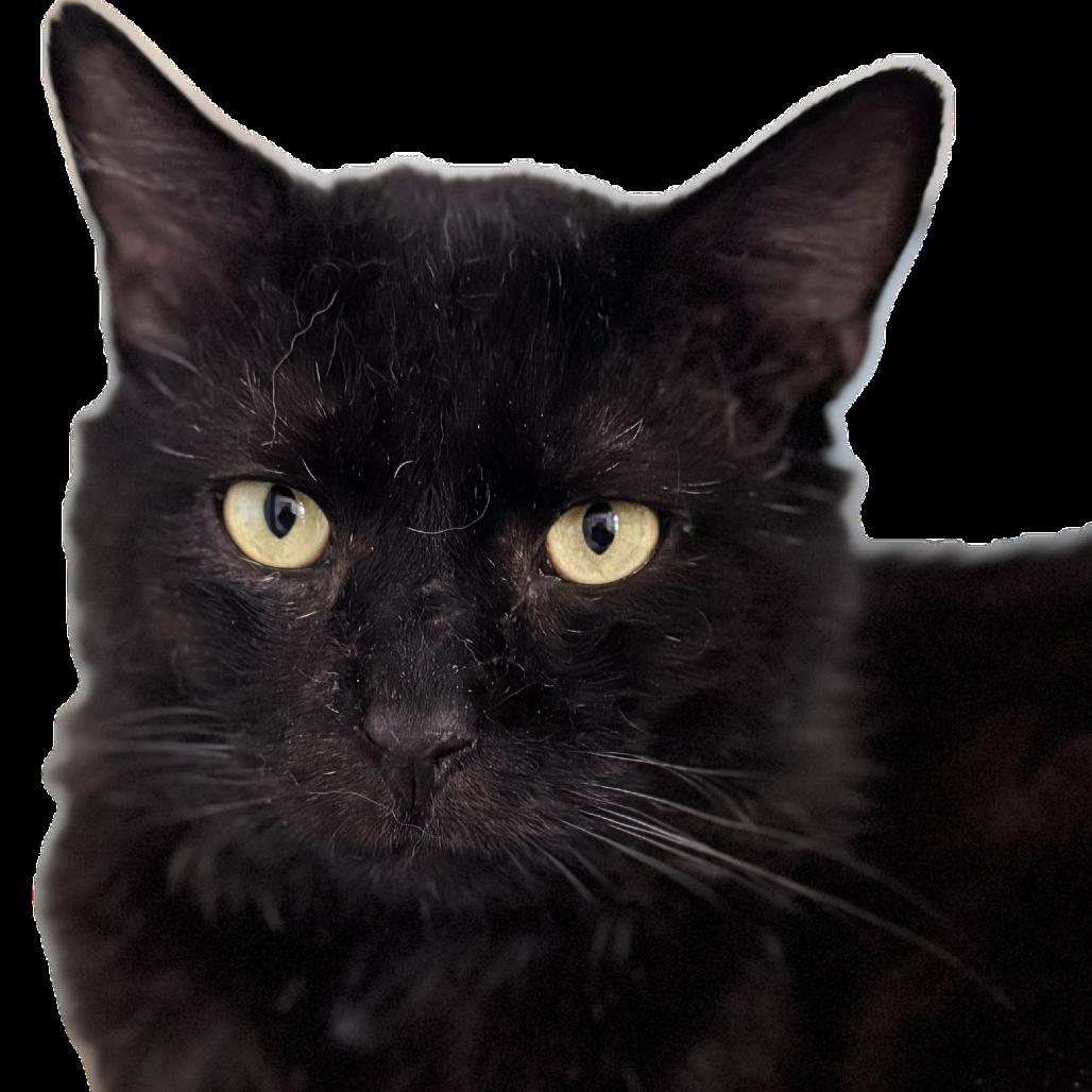 Enlarge Stumpy Pencils, a ADOPTABLE Domestic Medium Hair in Salisbury, MA image 3/4