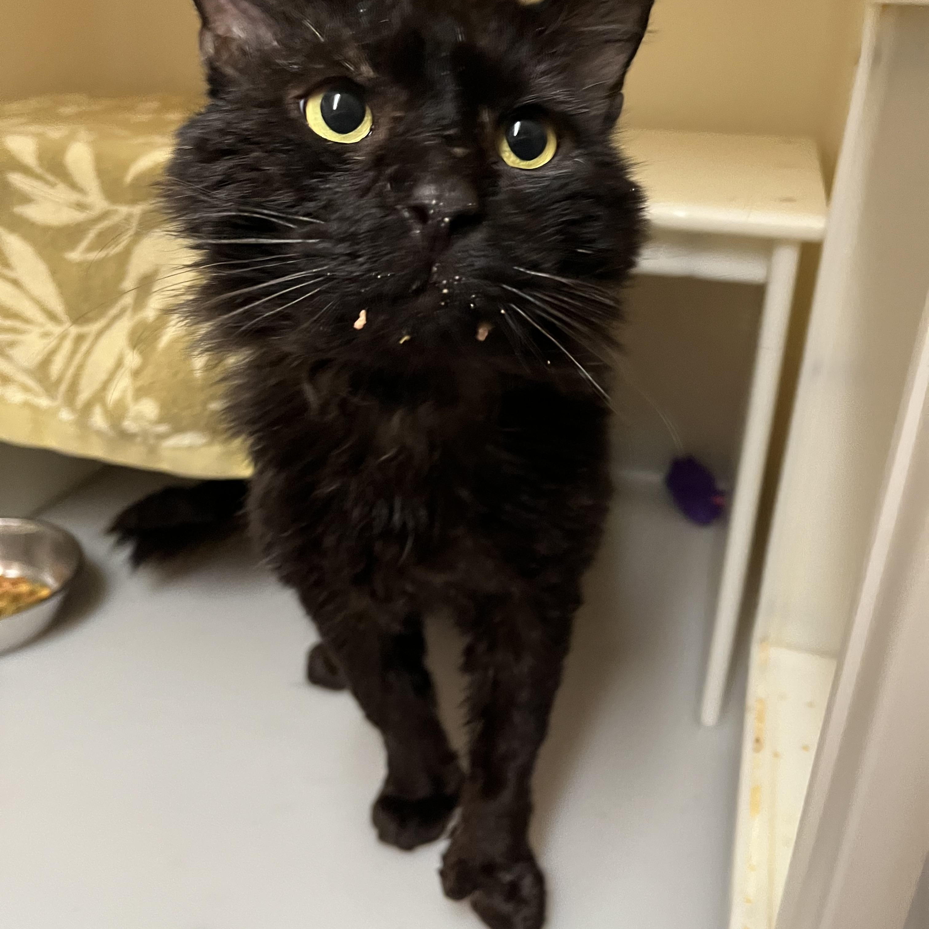Stumpy Pencils, a ADOPTABLE Domestic Medium Hair in Salisbury, MA image 4/6