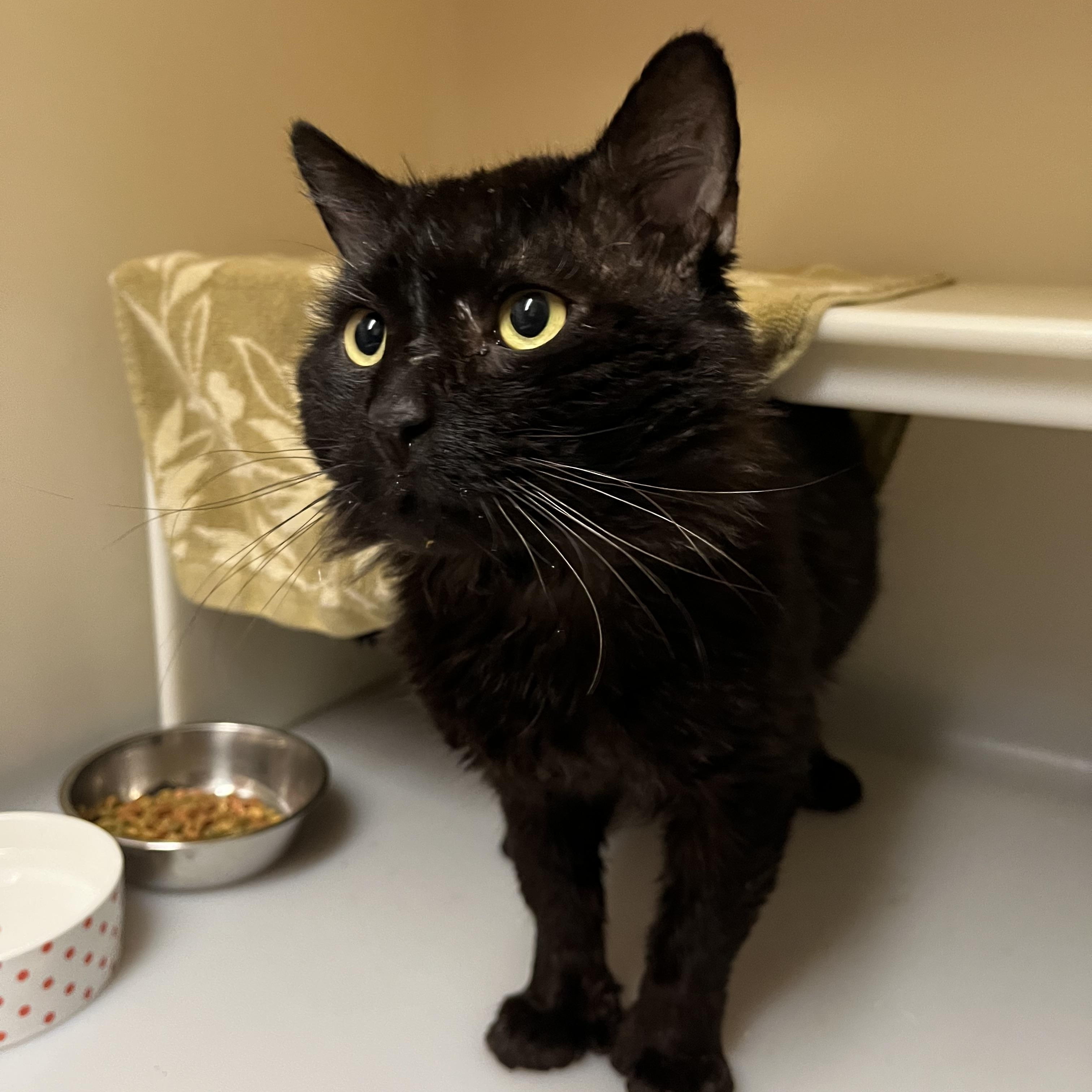 Stumpy Pencils, a ADOPTABLE Domestic Medium Hair in Salisbury, MA image 6/6