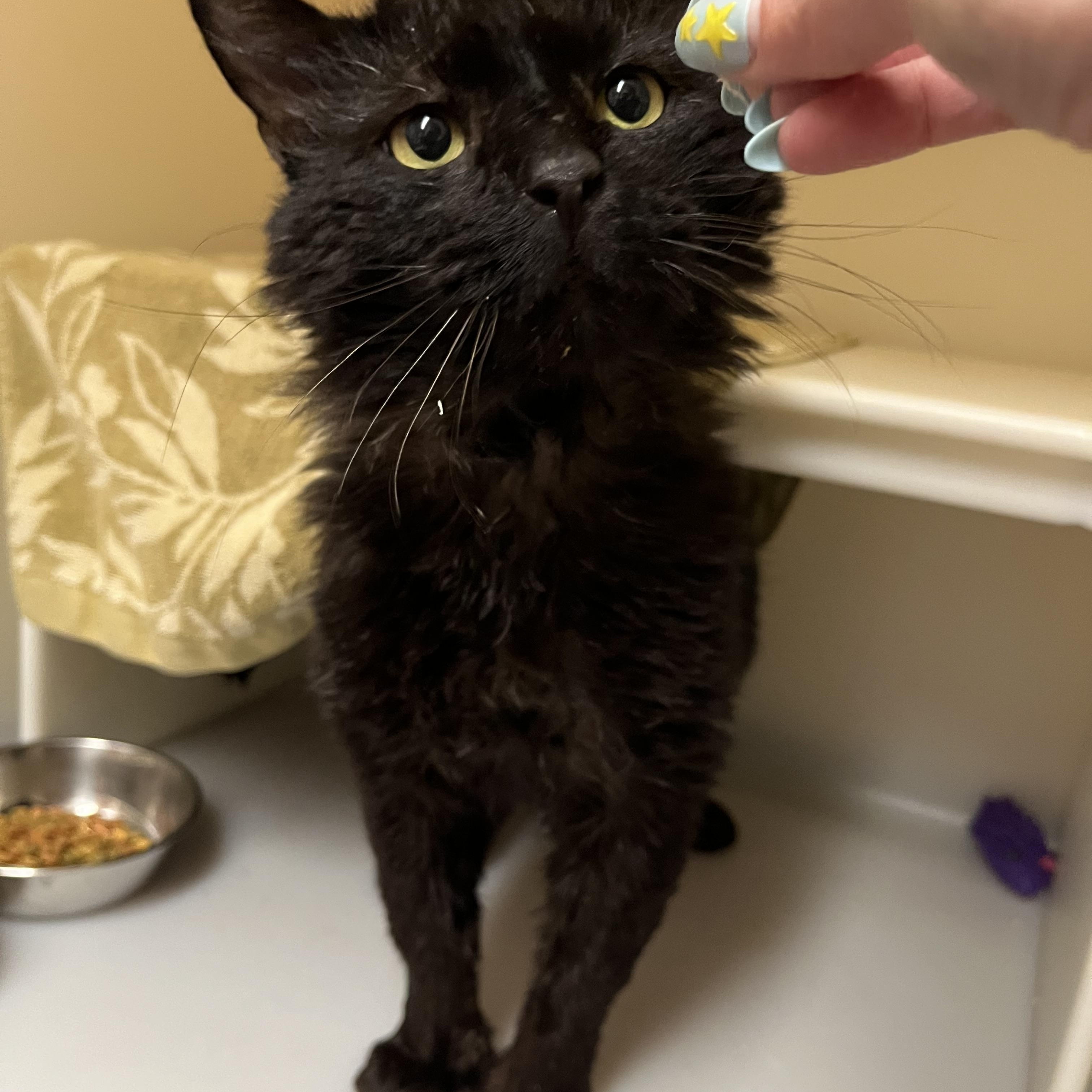 Stumpy Pencils, a ADOPTABLE Domestic Medium Hair in Salisbury, MA image 5/6