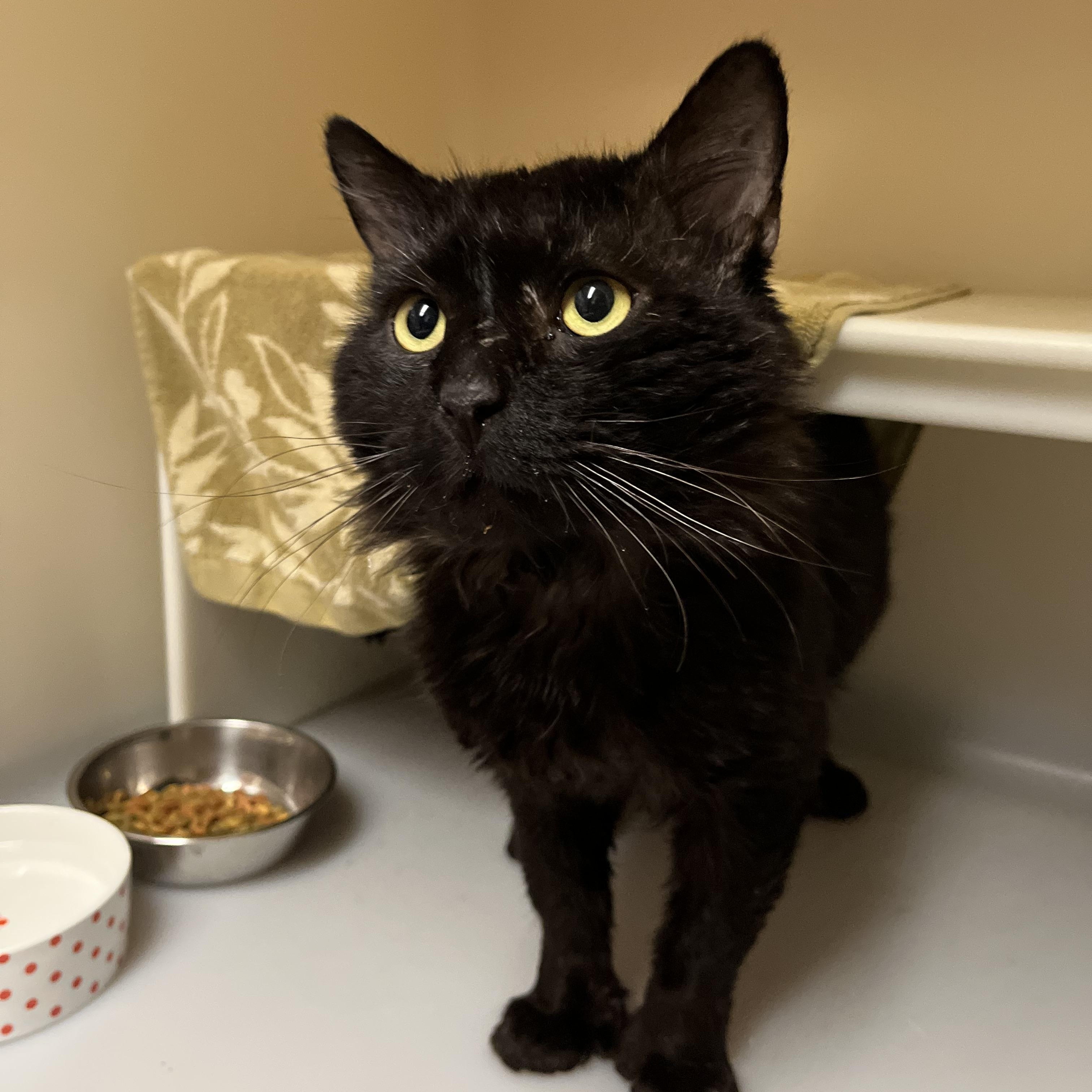 Stumpy Pencils, ADOPTABLE, Adult Female Domestic Medium Hair.