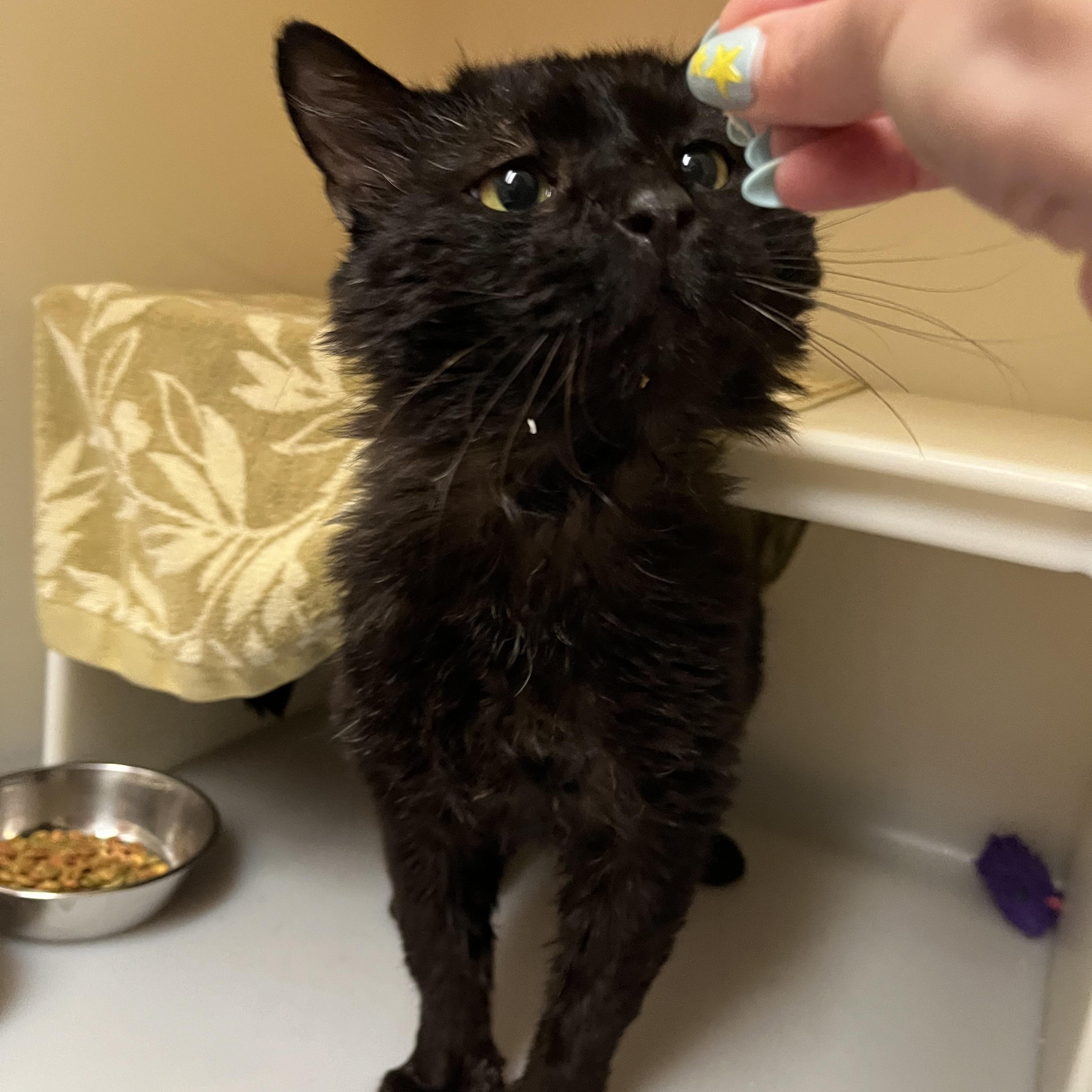 Stumpy Pencils, a ADOPTABLE Domestic Medium Hair in Salisbury, MA image 2/6