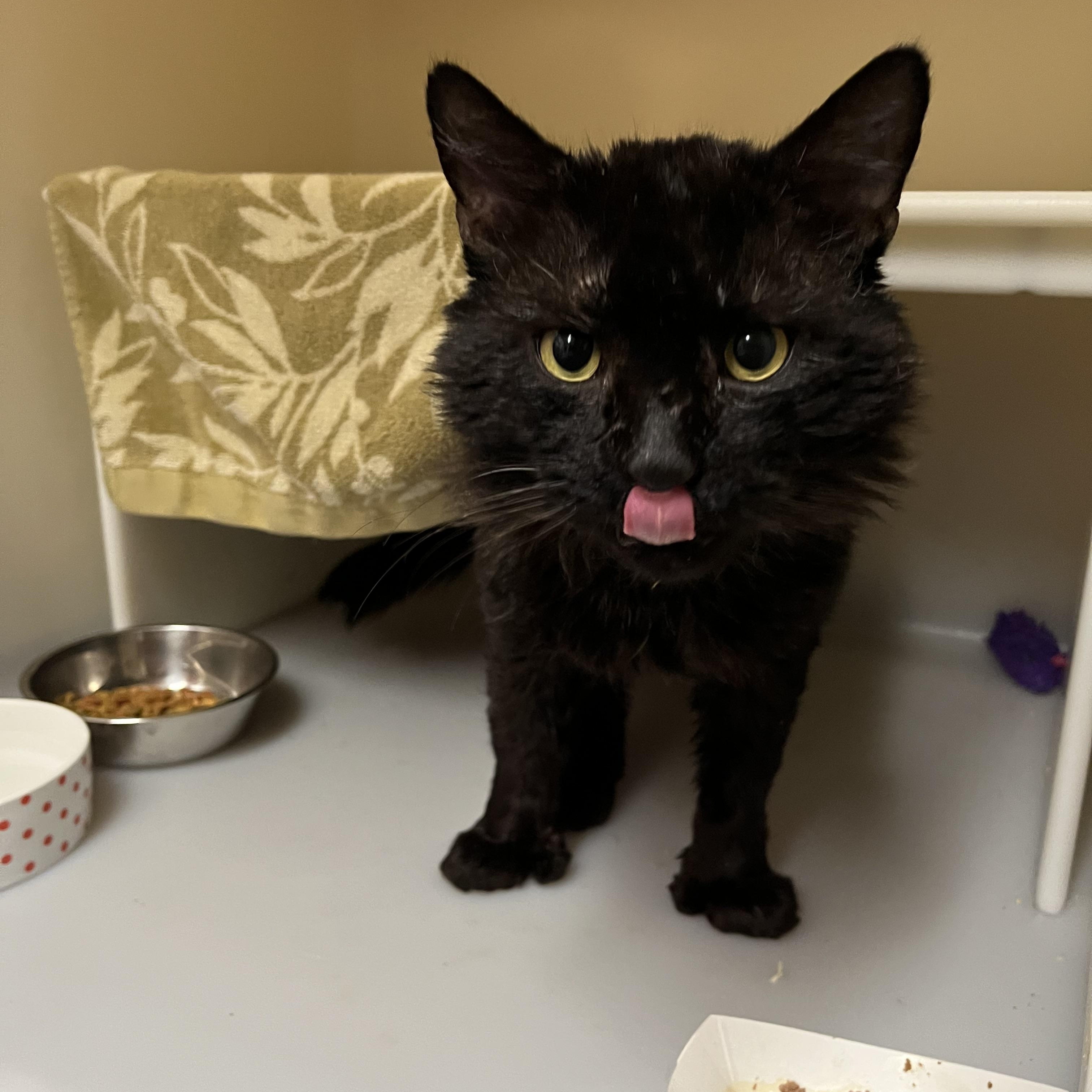 Stumpy Pencils, a ADOPTABLE Domestic Medium Hair in Salisbury, MA image 3/6