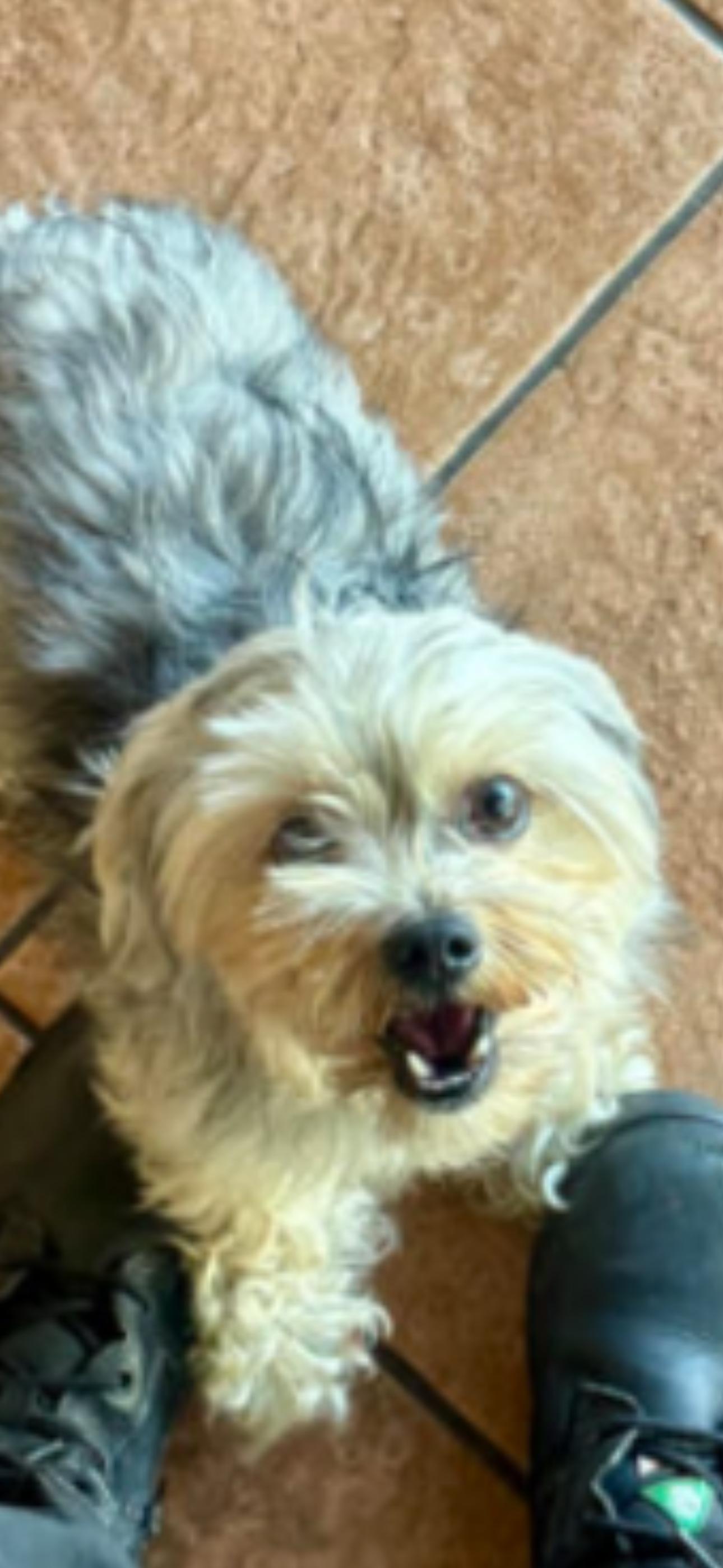 Enlarge Benji, an adopted Yorkshire Terrier in Haslet, TX image 1/1