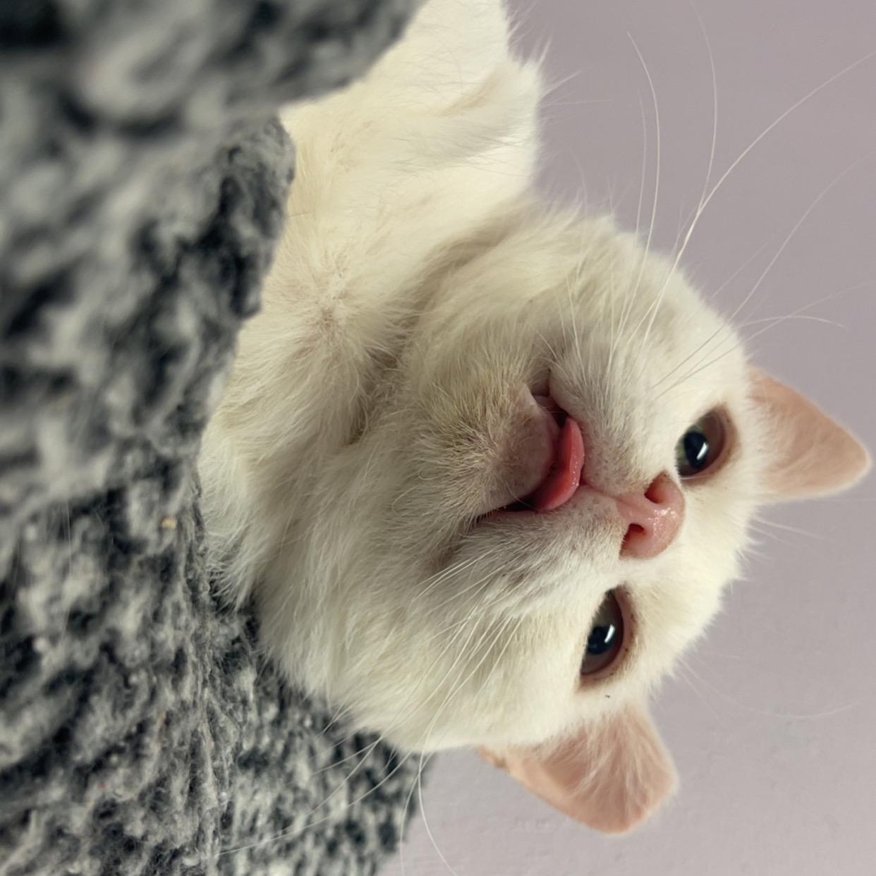 Buddy, Adoptable, Adult Male Domestic Short Hair.