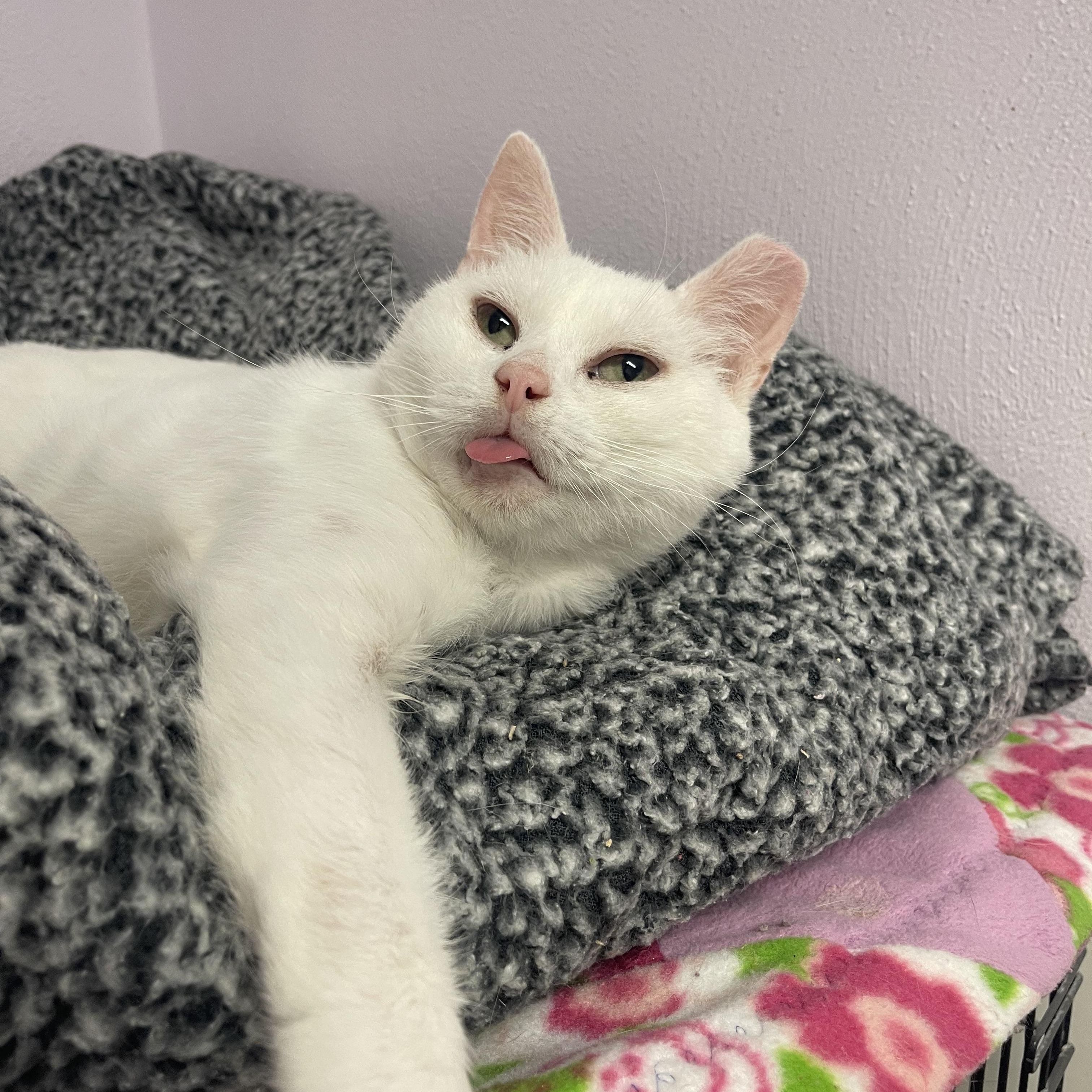 Buddy, a Adoptable Domestic Short Hair in Indiana, PA image 2/3