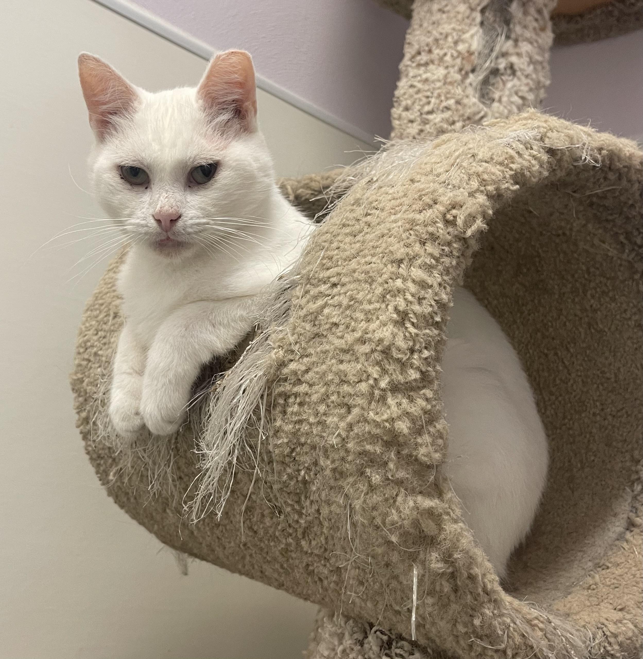 Buddy, a Adoptable Domestic Short Hair in Indiana, PA image 3/3