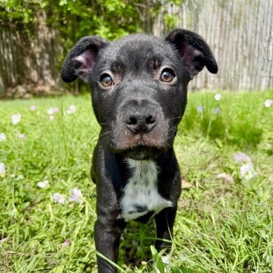Xavier, a Adoptable mixed breed in Fredericksburg, TX image 1/2