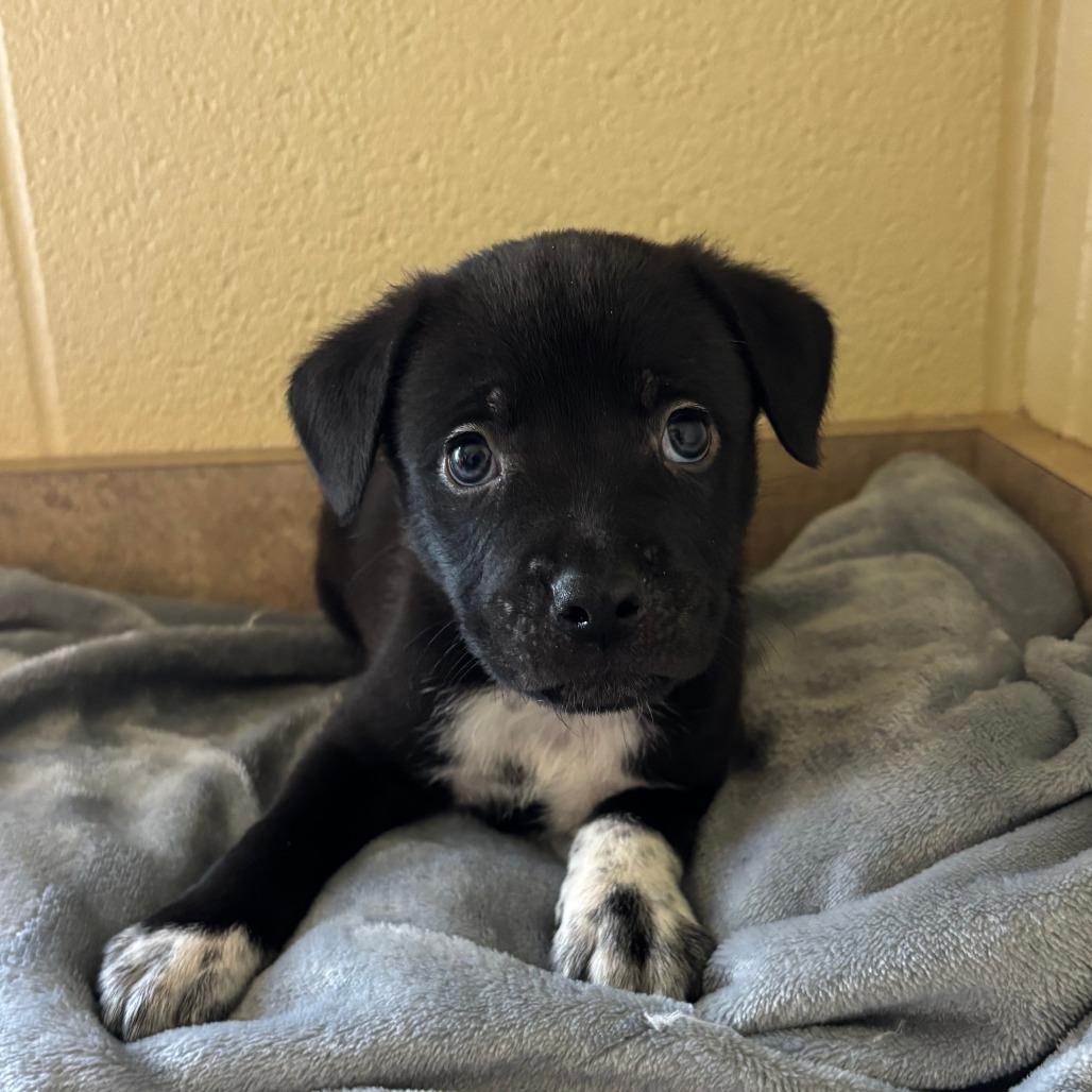 Xavier, a Adoptable mixed breed in Fredericksburg, TX image 2/2