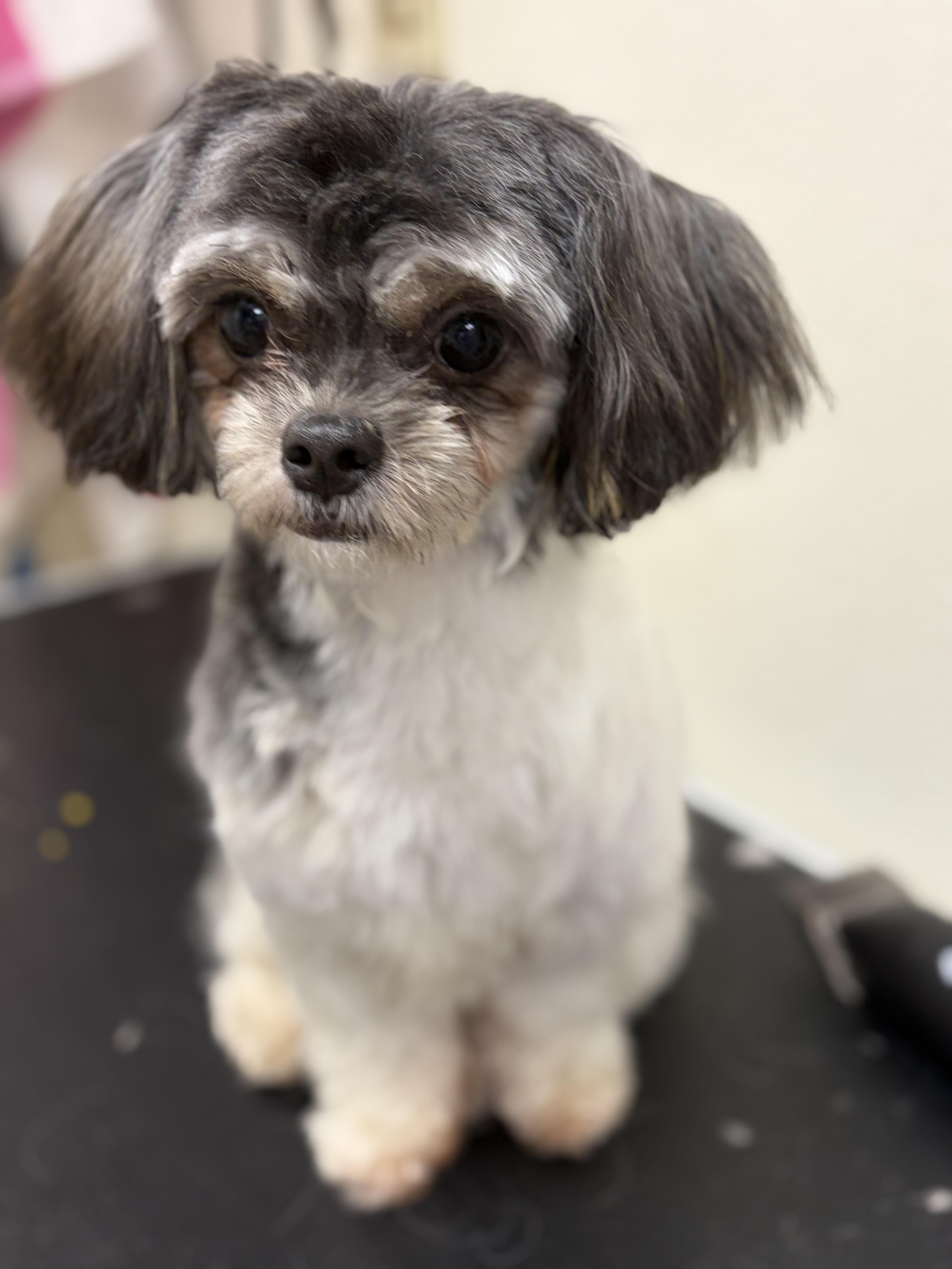 Enlarge Shakira, an adopted mixed breed in Weare, NH image 1/6