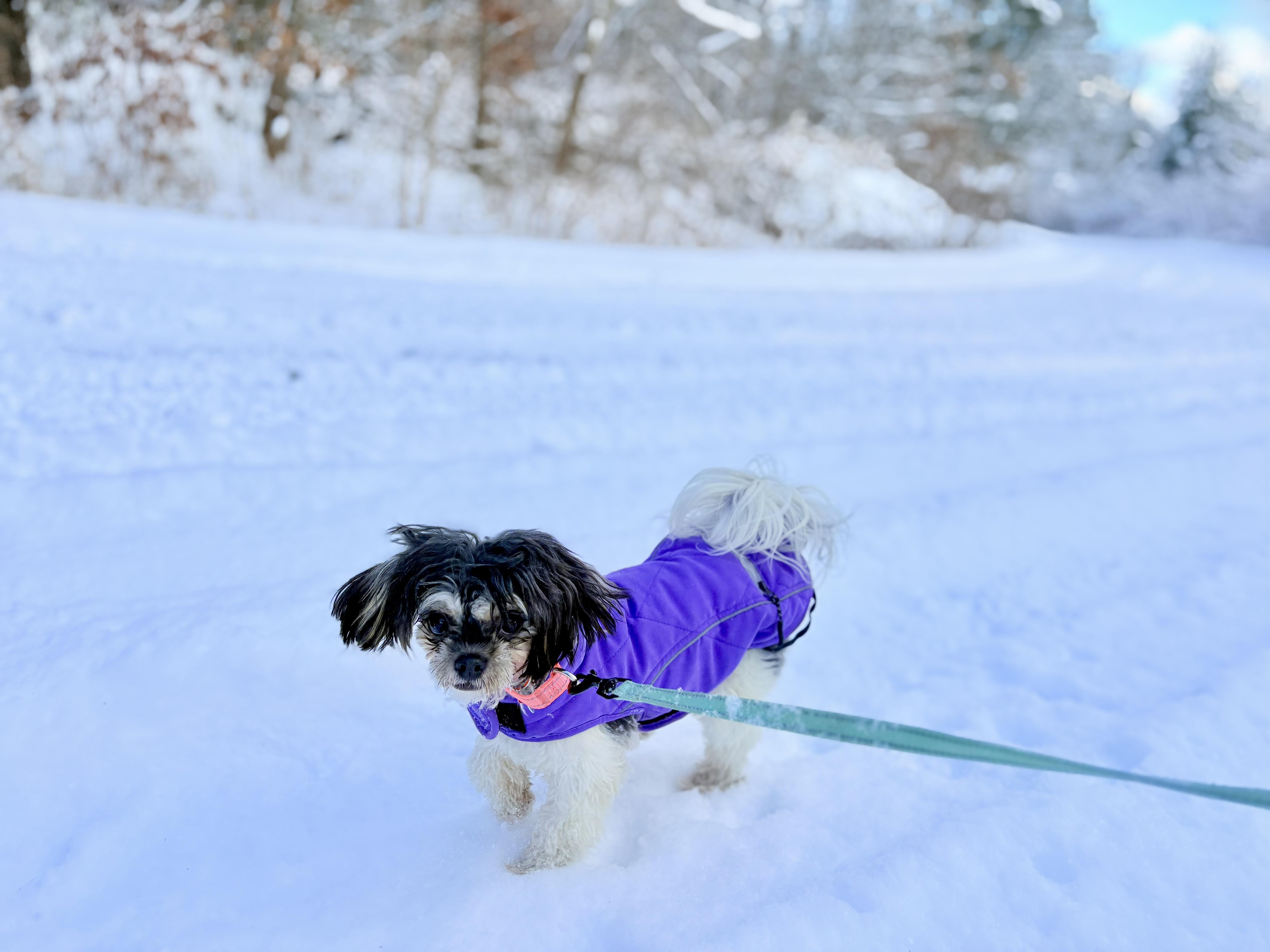 Enlarge Shakira, an adopted mixed breed in Weare, NH image 2/6