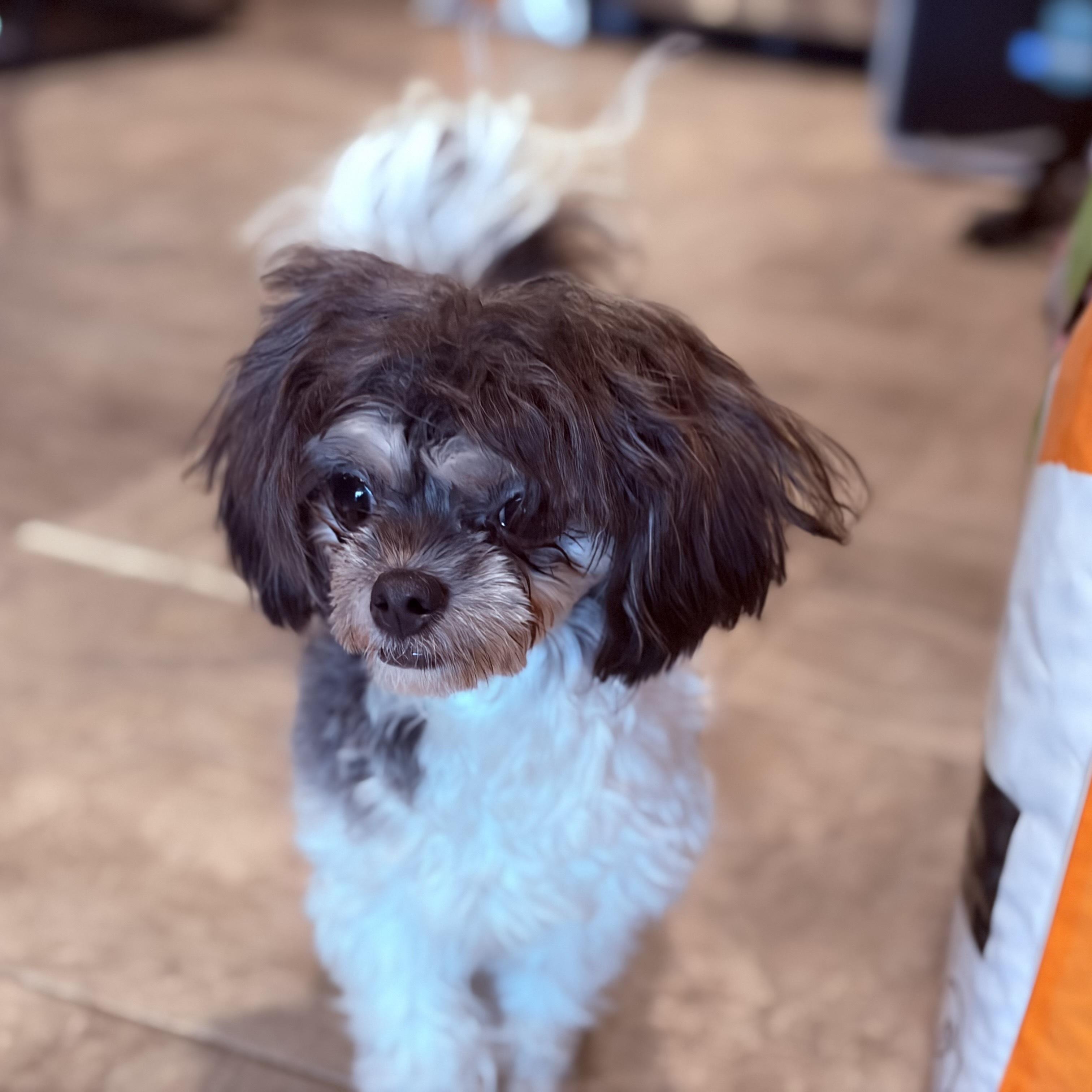 Enlarge Shakira, an adopted mixed breed in Weare, NH image 3/6