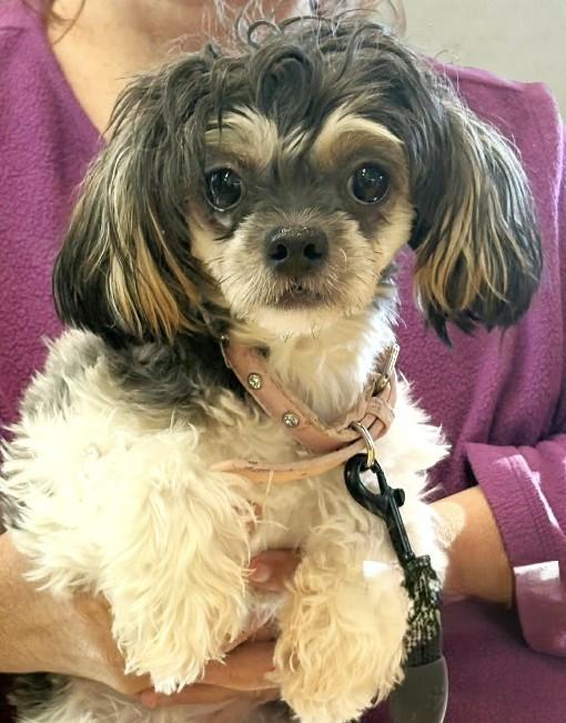 Shakira, Adoptable, Young Female Shih Tzu & Poodle.