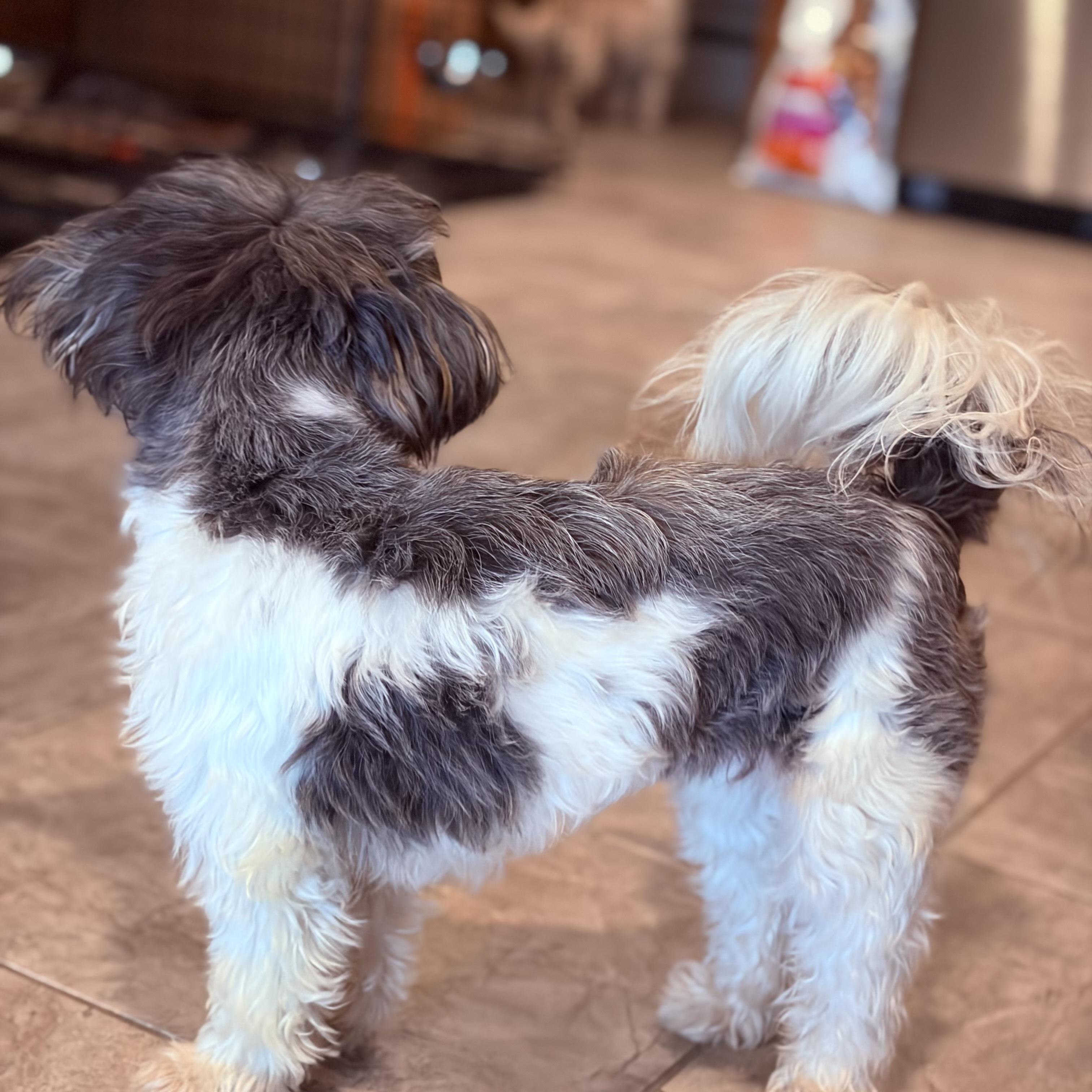 Enlarge Shakira, an adopted mixed breed in Weare, NH image 5/6