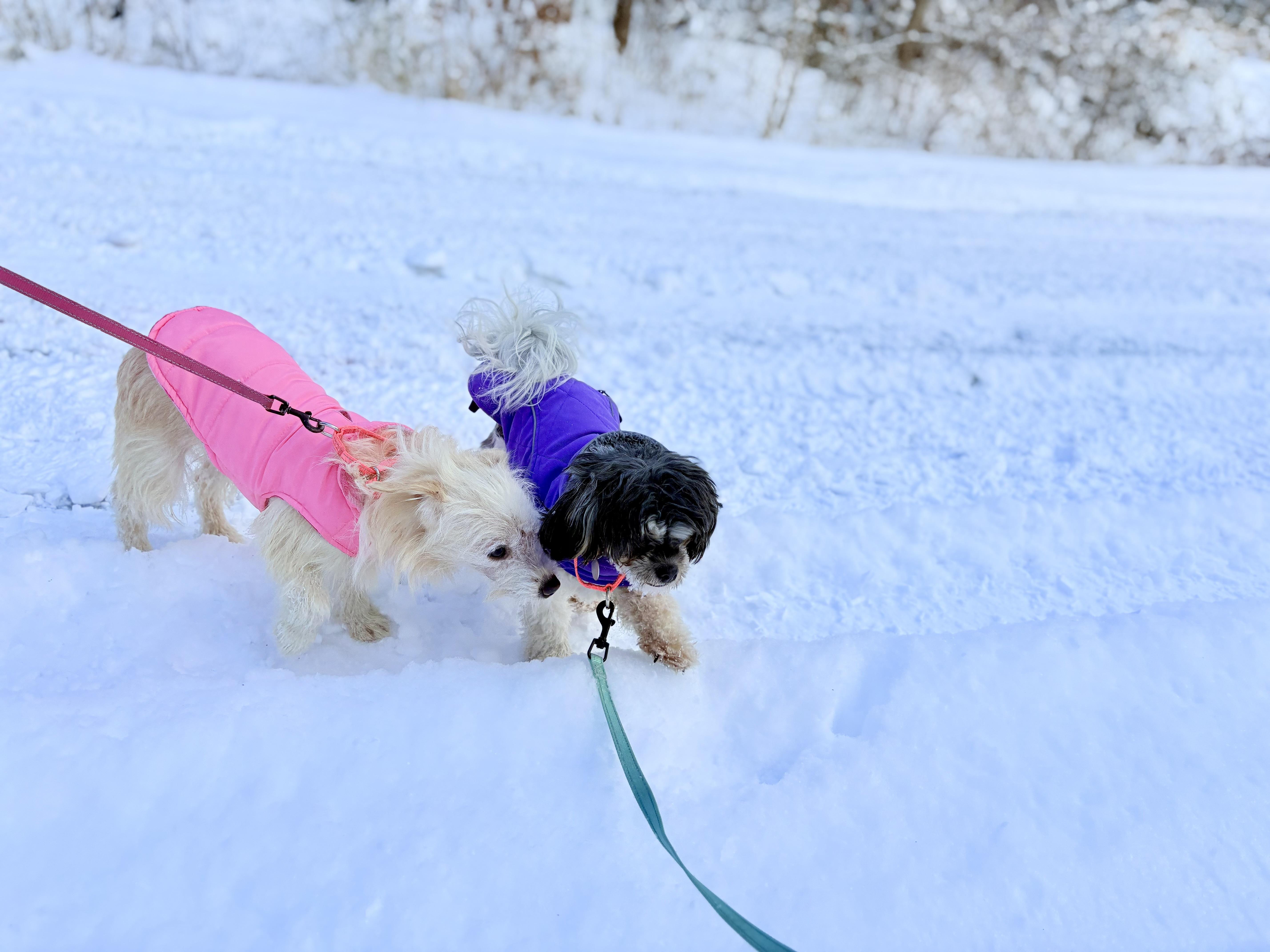 Enlarge Shakira, an adopted mixed breed in Weare, NH image 4/6