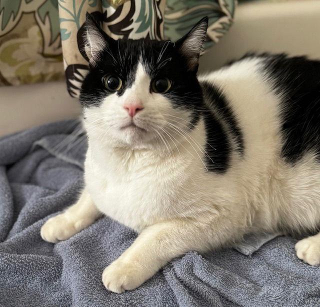 Enlarge Alexander, a Adoptable Domestic Short Hair in Naugatuck, CT image 1/3
