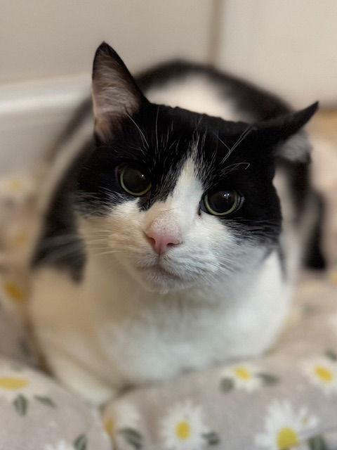 Enlarge Alexander, a Adoptable Domestic Short Hair in Naugatuck, CT image 2/3