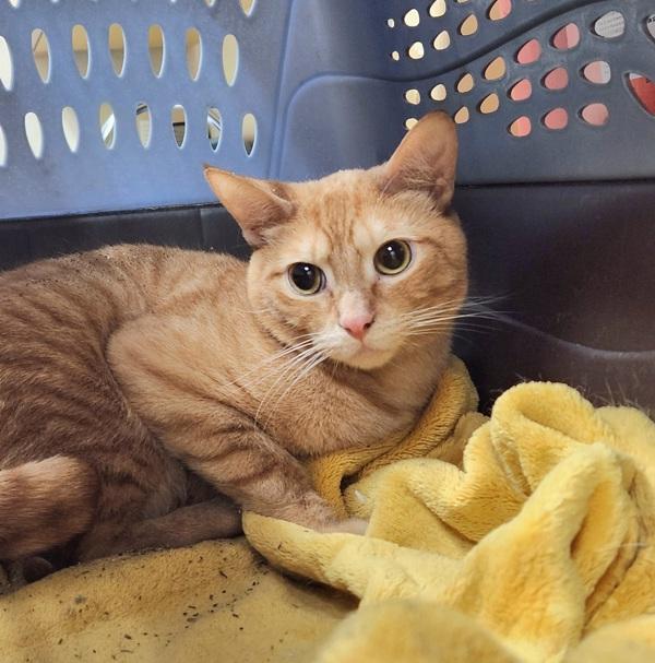 Red, Adoptable, Young Male Domestic Short Hair.