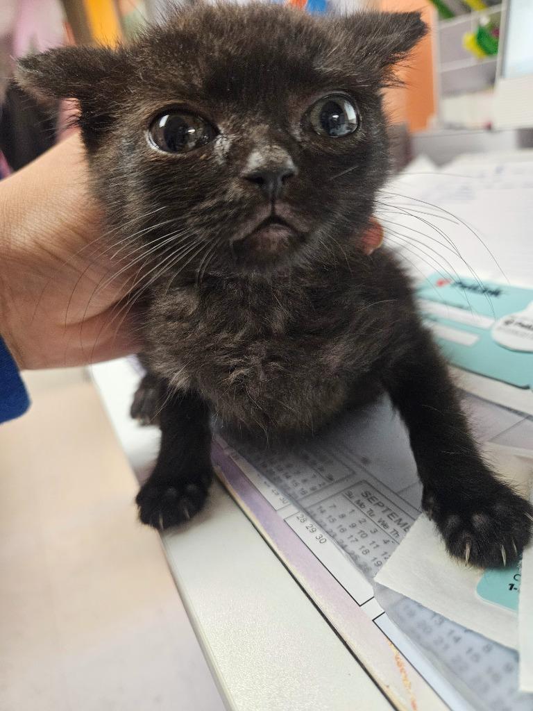 Pluto, Adoptable, Kitten Male Domestic Short Hair.