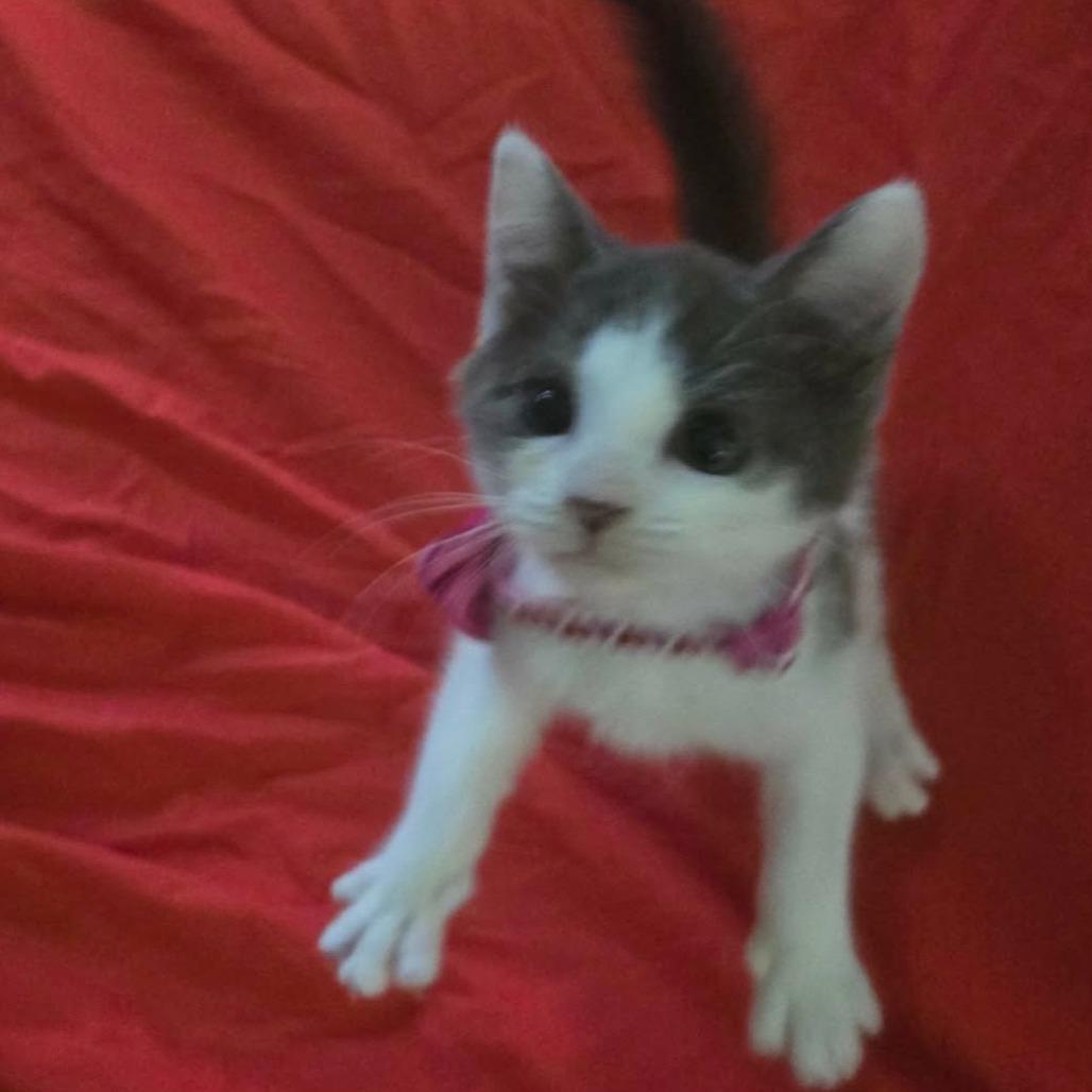 Suki Neko-AR, Adoptable, Kitten Female Domestic Short Hair.