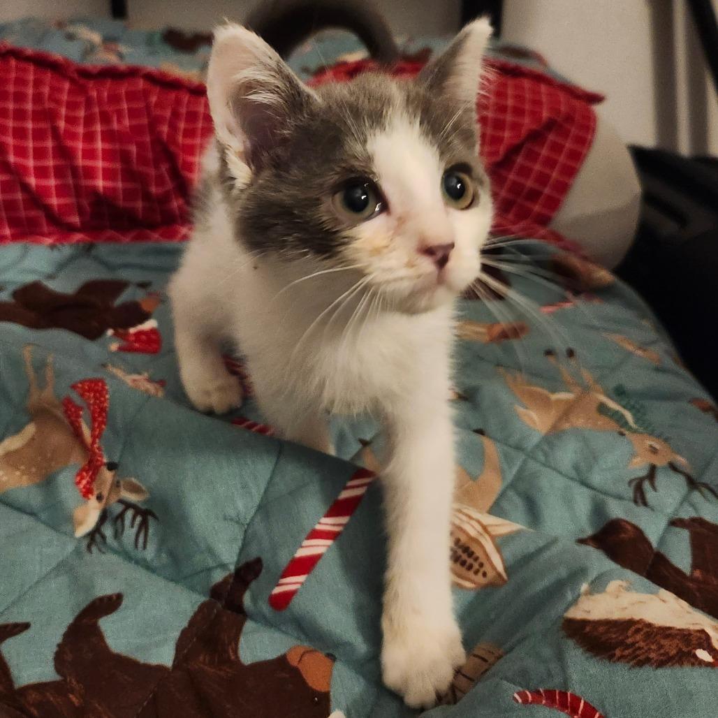 Enlarge Suki Neko-AR, a Adoptable Domestic Short Hair in Tallahassee, FL image 1/4