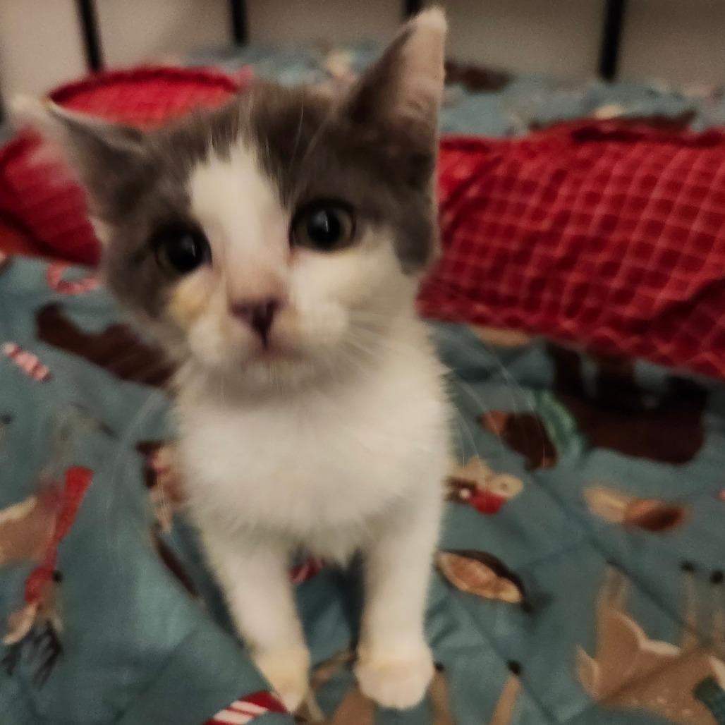 Enlarge Suki Neko-AR, a Adoptable Domestic Short Hair in Tallahassee, FL image 2/4