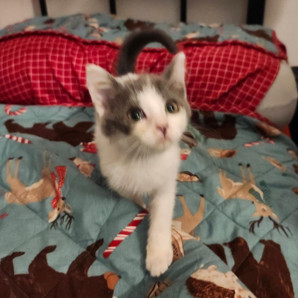 Enlarge Suki Neko-AR, a Adoptable Domestic Short Hair in Tallahassee, FL image 3/4