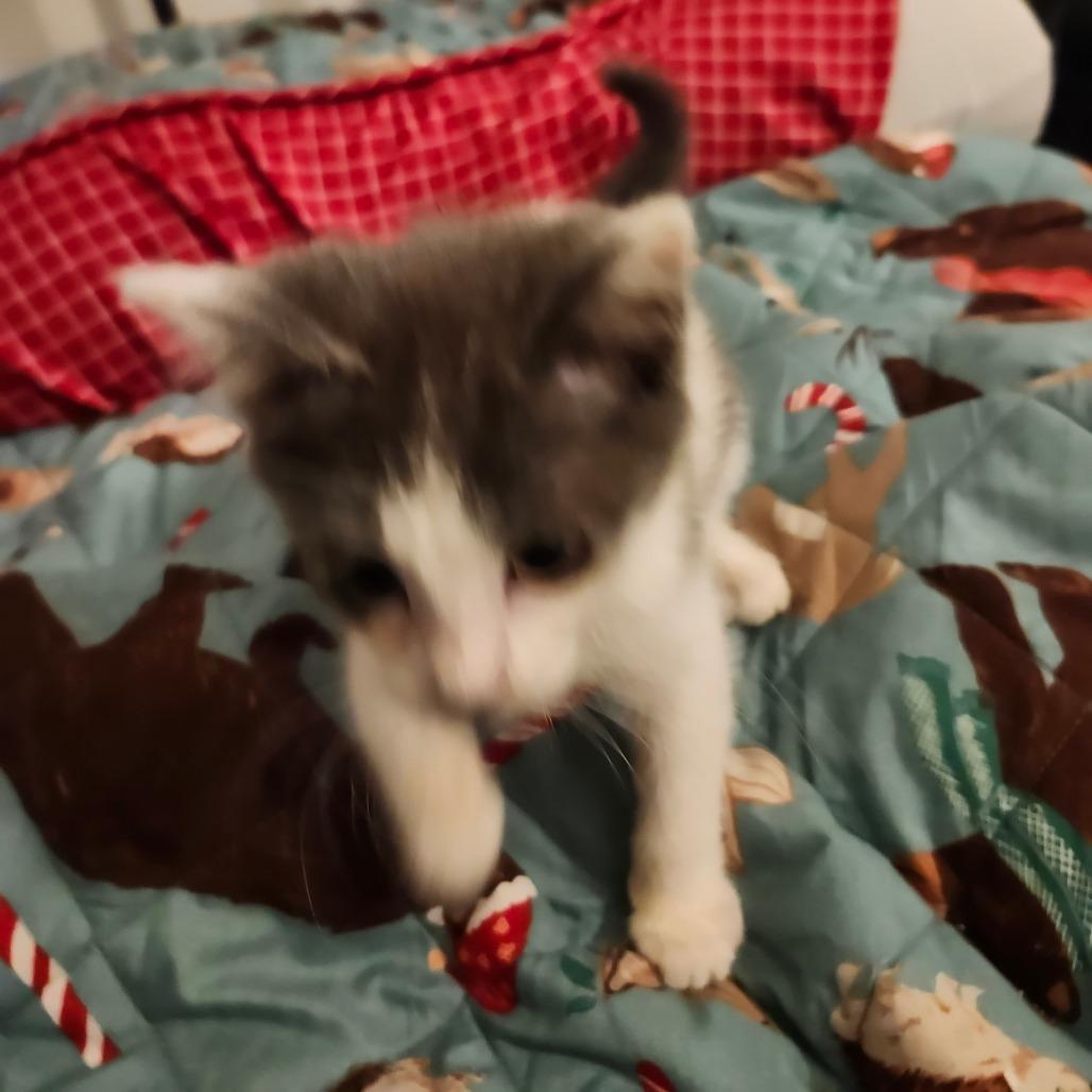 Enlarge Suki Neko-AR, a Adoptable Domestic Short Hair in Tallahassee, FL image 4/4