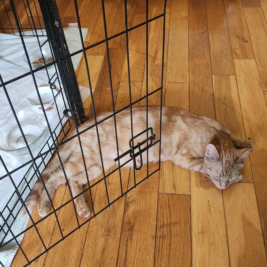 Teeny, a Adoptable Domestic Short Hair in Abbotsford, BC image 1/6
