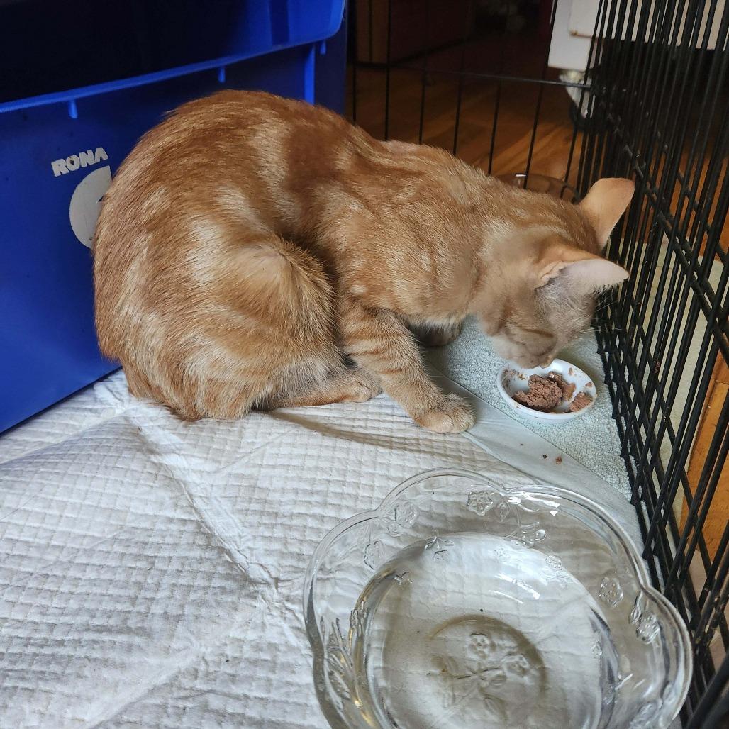 Teeny, a Adoptable Domestic Short Hair in Abbotsford, BC image 2/6
