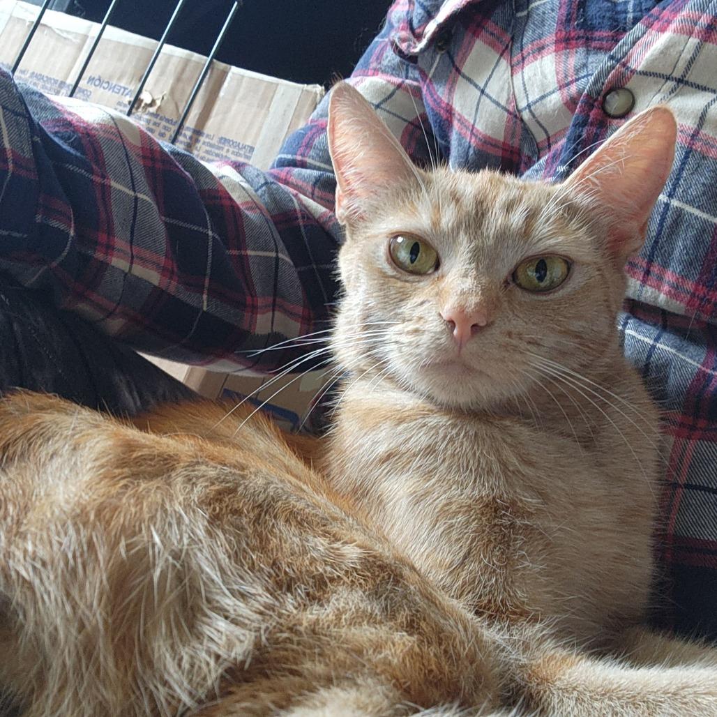 Teeny, a Adoptable Domestic Short Hair in Abbotsford, BC image 5/6