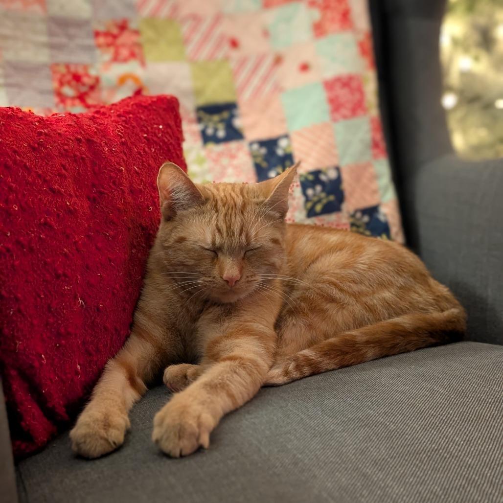Teeny, a Adoptable Domestic Short Hair in Abbotsford, BC image 6/6