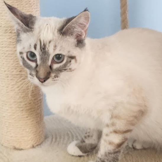 Enlarge Misty, an adopted mixed breed in Mesquite, NV image 1/1