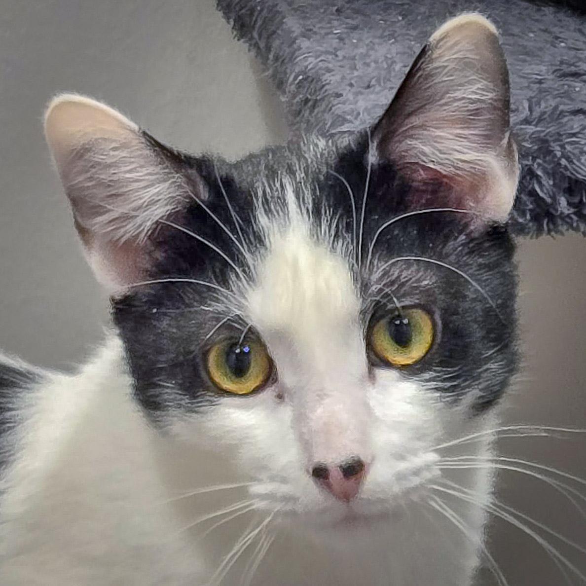 Doc, Adoptable, Young Male Tuxedo & Domestic Short Hair.