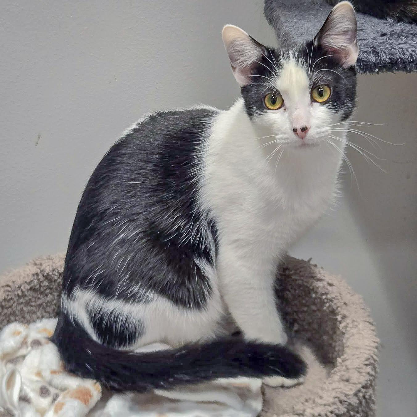 Enlarge Doc, a Adoptable mixed breed in Huntley, IL image 5/6