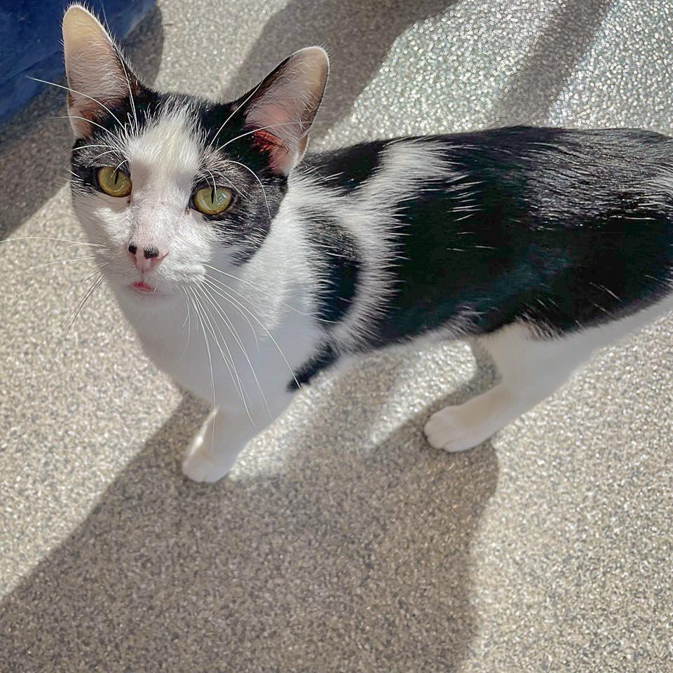 Enlarge Doc, a Adoptable mixed breed in Huntley, IL image 4/6