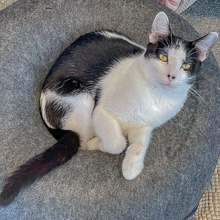 Enlarge Doc, a Adoptable mixed breed in Huntley, IL image 2/6