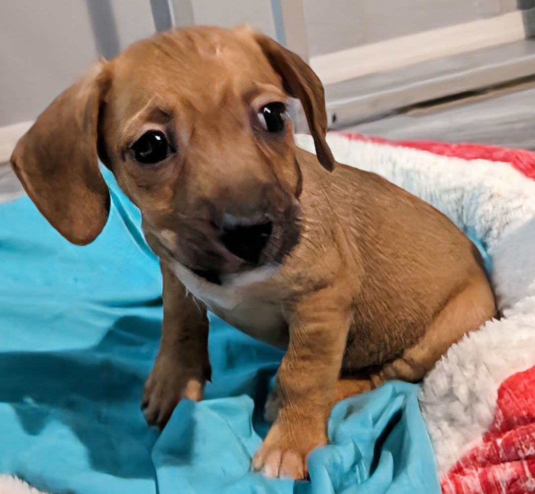 Sour Diesel , Adopted, Puppy Male Dachshund & Terrier.
