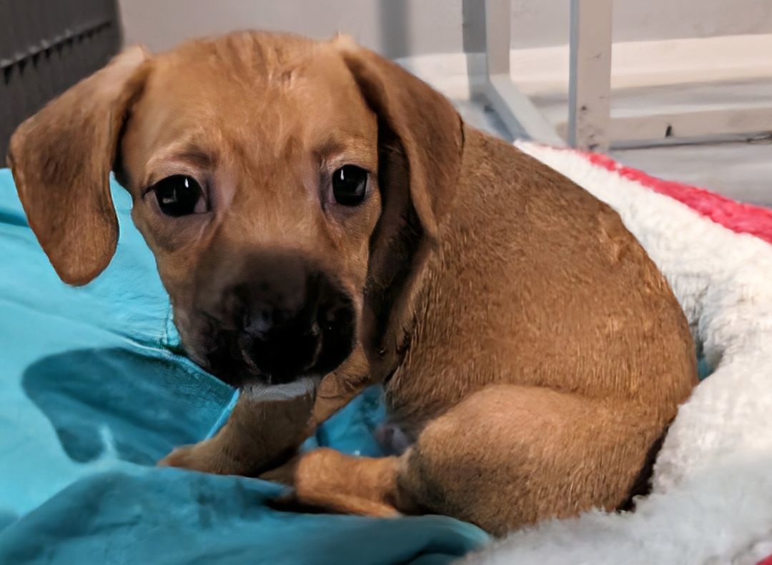 Sour Diesel , a Adopted mixed breed in Saint David, AZ image 2/4