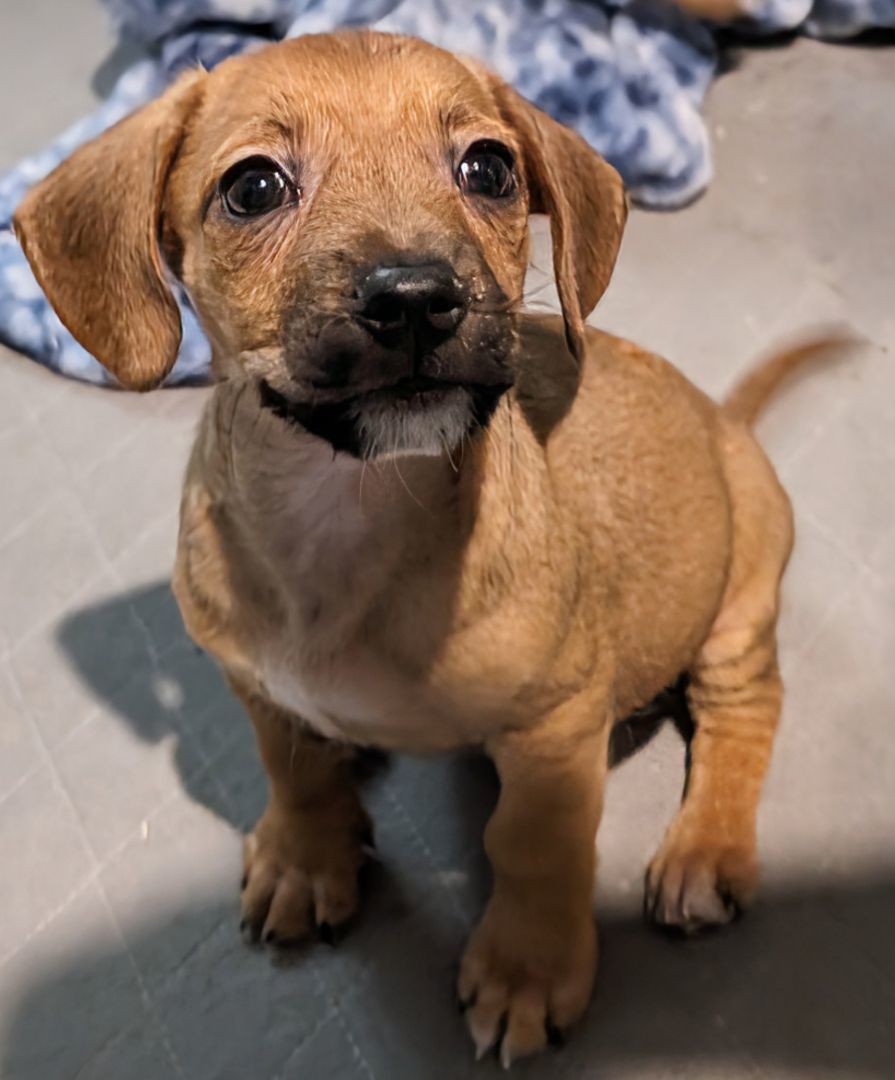 Sour Diesel , Adopted, Puppy Male Dachshund & Terrier.