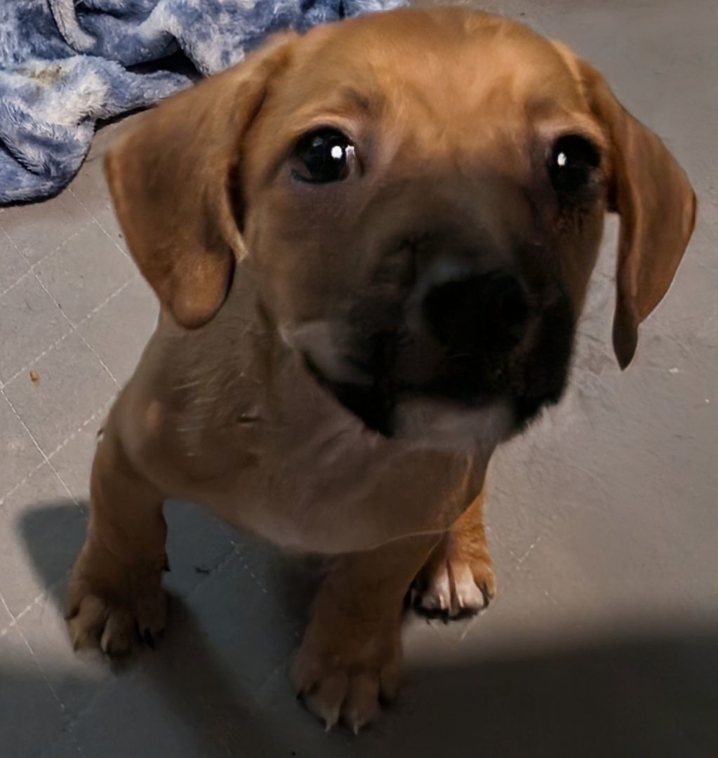 Sour Diesel , a Adopted mixed breed in Saint David, AZ image 4/4