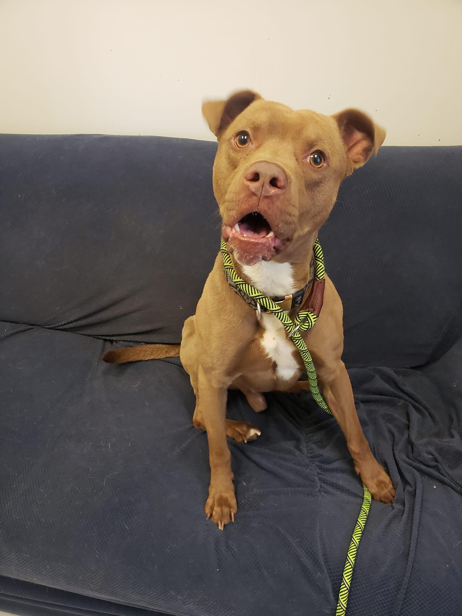 Enlarge Flash, a Adoptable mixed breed in Mount Gilead, OH image 1/1