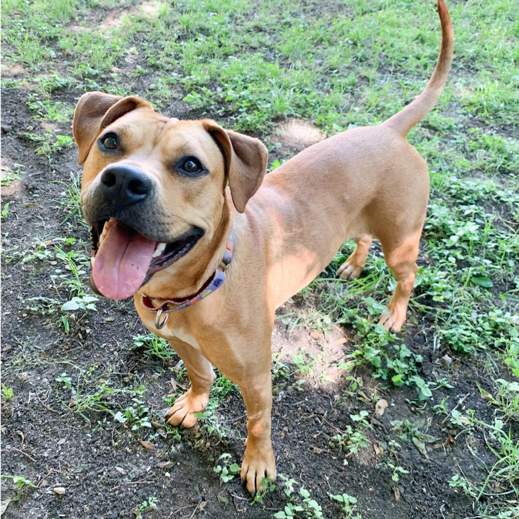 Enlarge Nectarine, a Adoptable Pit Bull Terrier in Austin, TX image 1/6