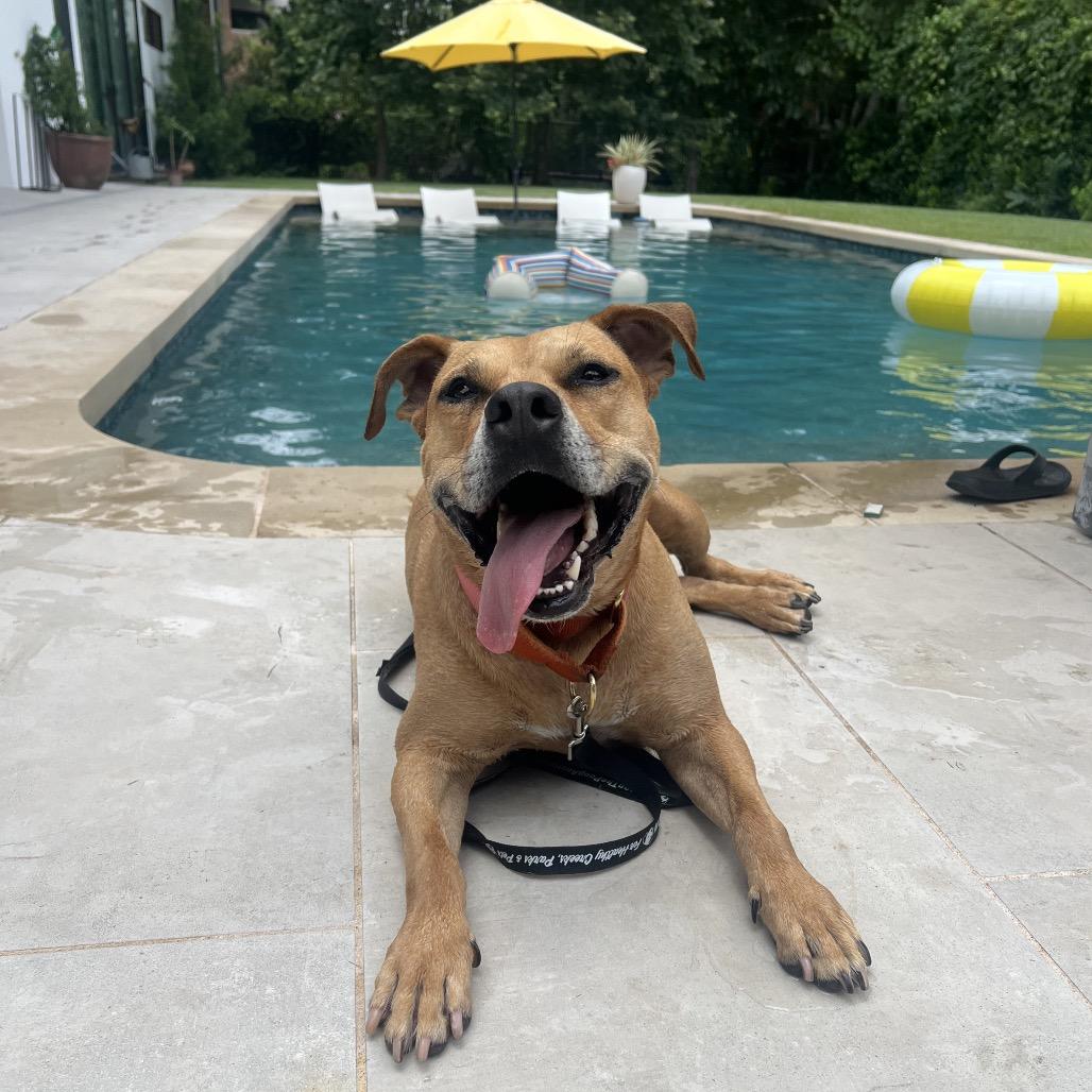 Enlarge Nectarine, a Adoptable Pit Bull Terrier in Austin, TX image 1/5