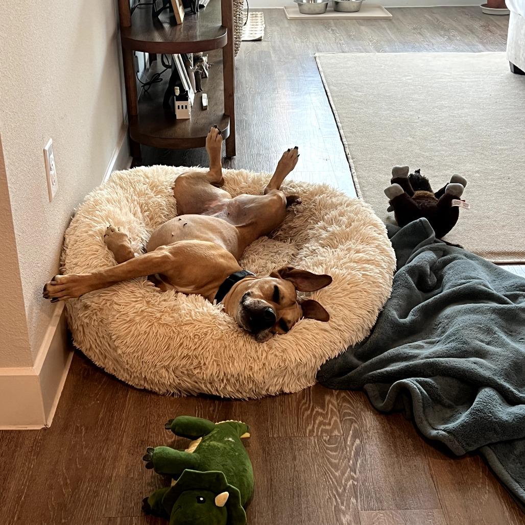 Enlarge Nectarine, a Adoptable Pit Bull Terrier in Austin, TX image 1/6