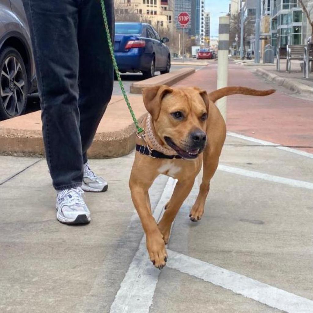 Nectarine, a Adoptable Pit Bull Terrier in Austin, TX image 1/6